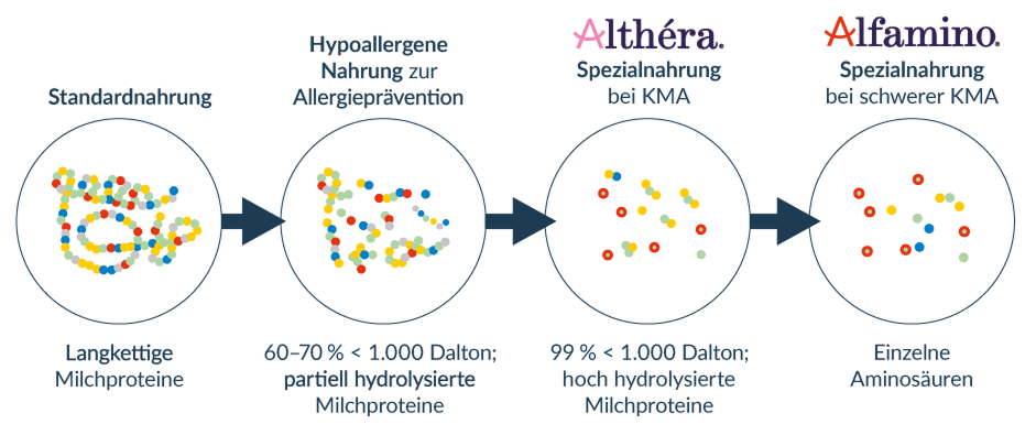 Infografik zum Vergleich von Milchproteinstrukturen: Von langkettigen Proteinen in Standardnahrung über partiell und hoch hydrolysierte Proteine (Althéra) bis hin zu einzelnen Aminosäuren in Alfamino Spezialnahrung bei schwerer Kuhmilchallergie.